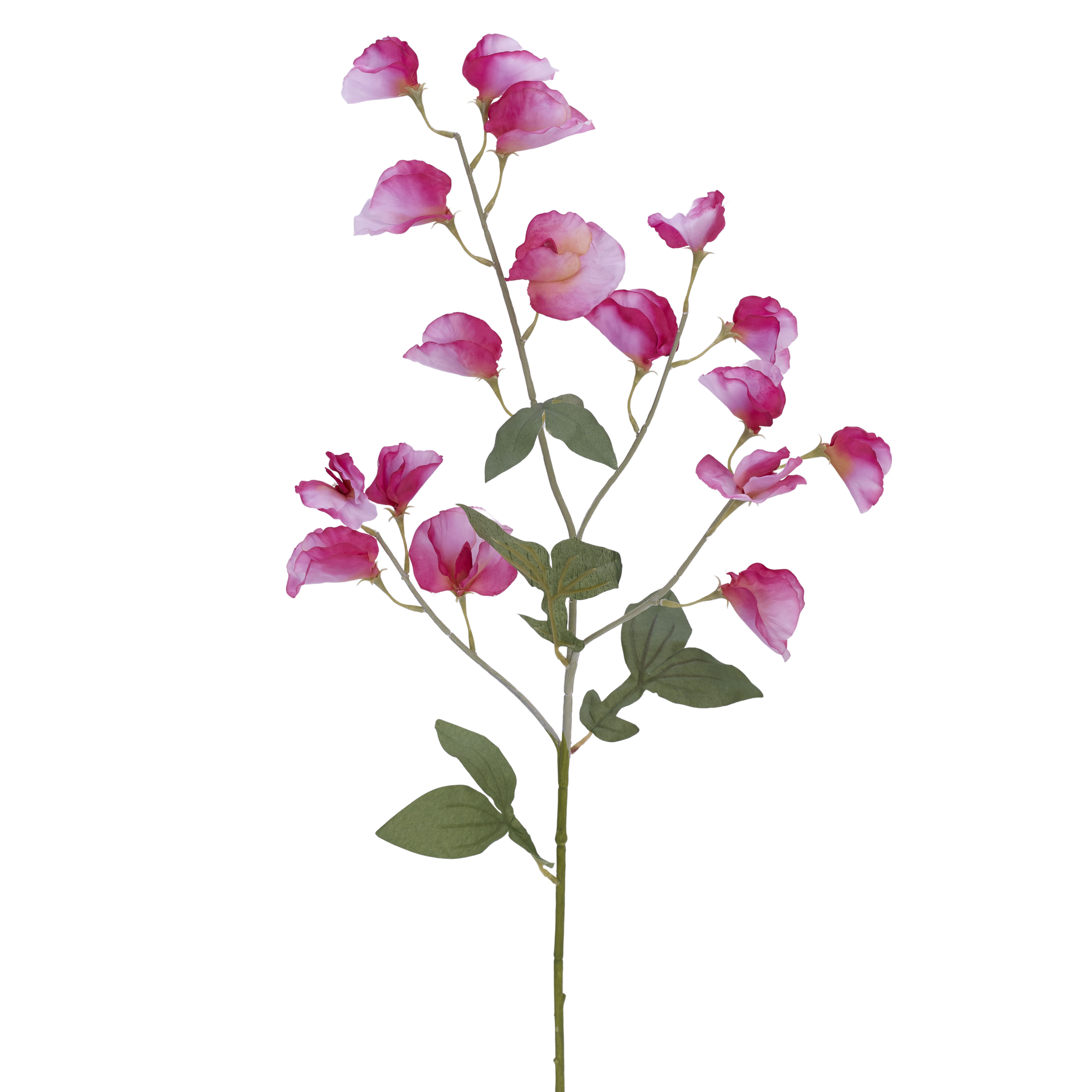 Kunstblume Platterbse