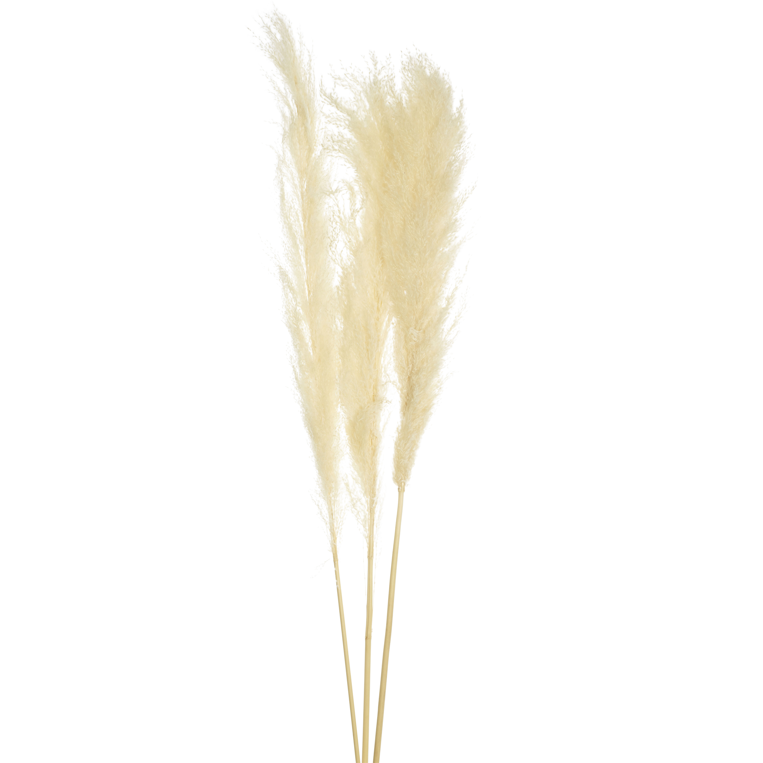Dekozweige Schilfgras